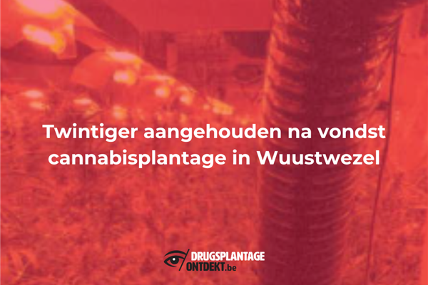 Wuustwezel - Twintiger aangehouden na vondst cannabisplantage